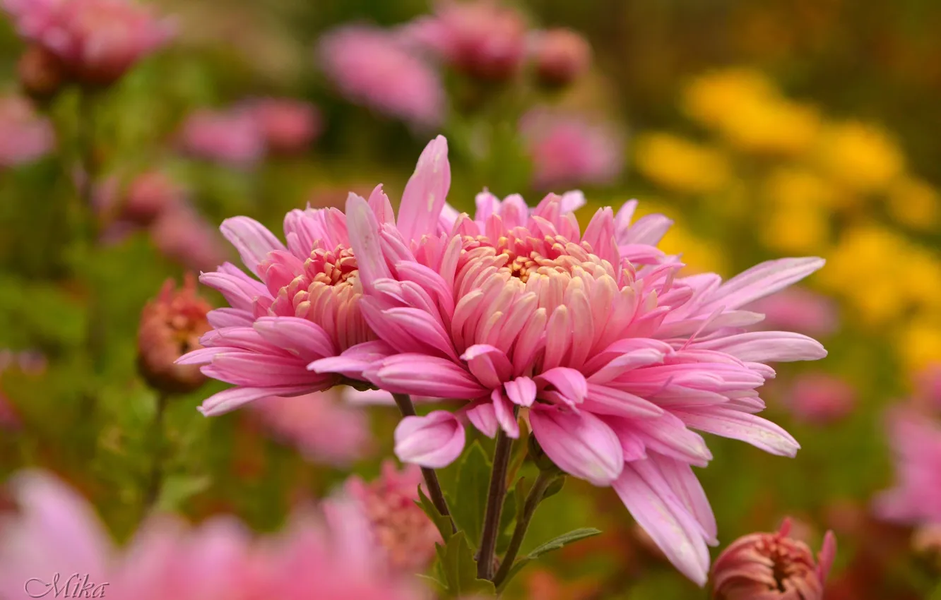 Photo wallpaper flowers, pink flowers, Pink flowers