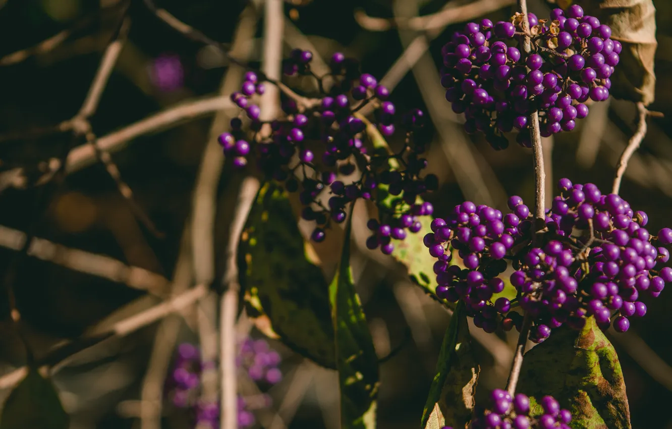 Photo wallpaper leaves, light, branches, nature, berries, the dark background, fruit, lilac