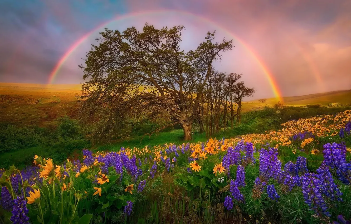 Photo wallpaper the sky, flowers, hills, glade, rainbow, USA, national Park, Washington