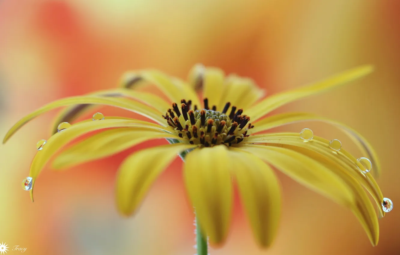 Photo wallpaper drops, macro, flowers, petals
