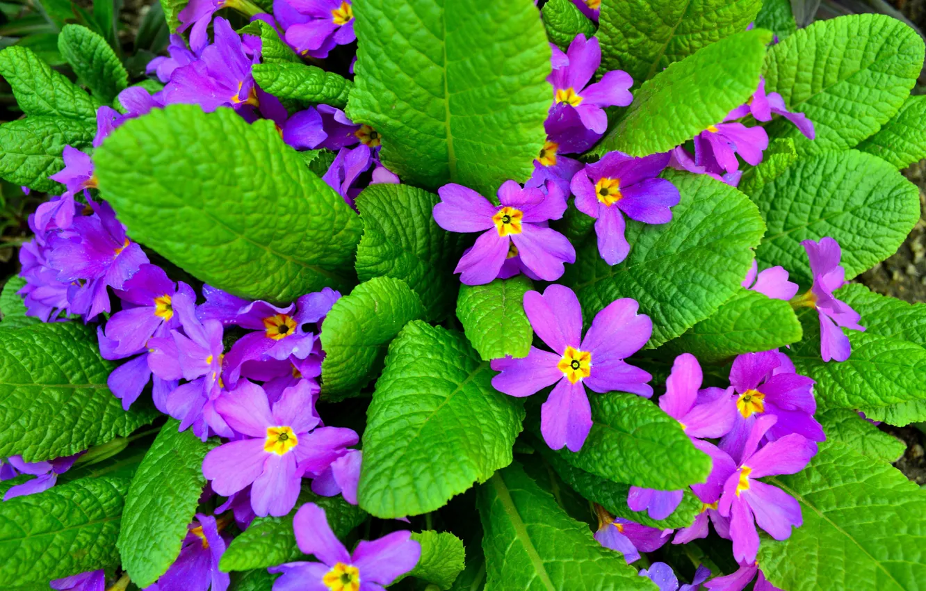 Photo wallpaper leaves, flowers, spring, pink, lilac, Primula