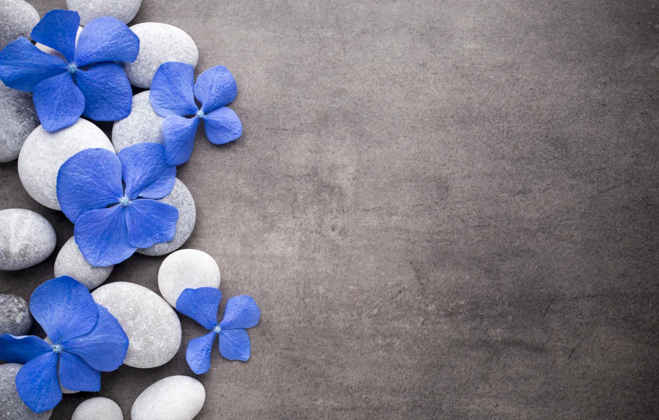 Photo wallpaper flowers, stones, blue, flowers, stones, spa, zen