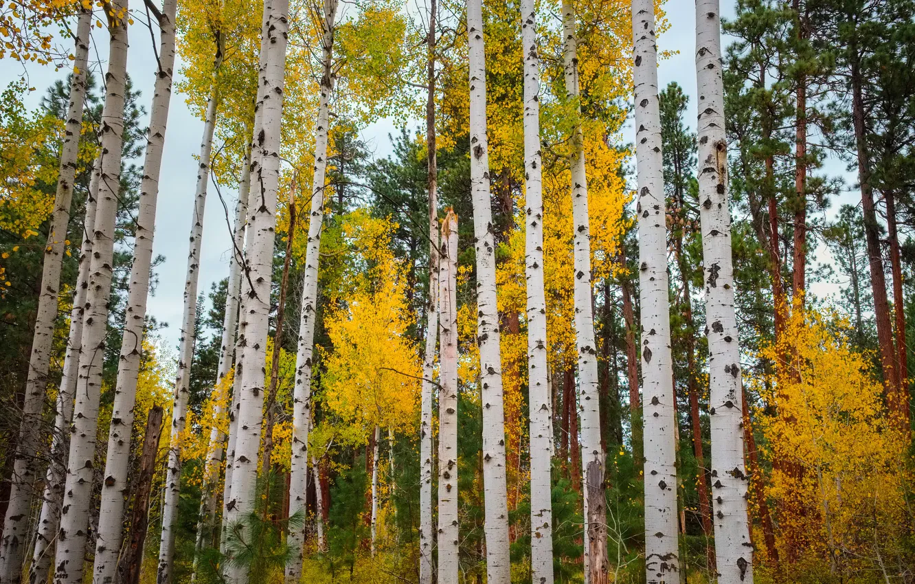 Photo wallpaper autumn, forest, leaves, trees, Colorado, USA, aspen, Aspen