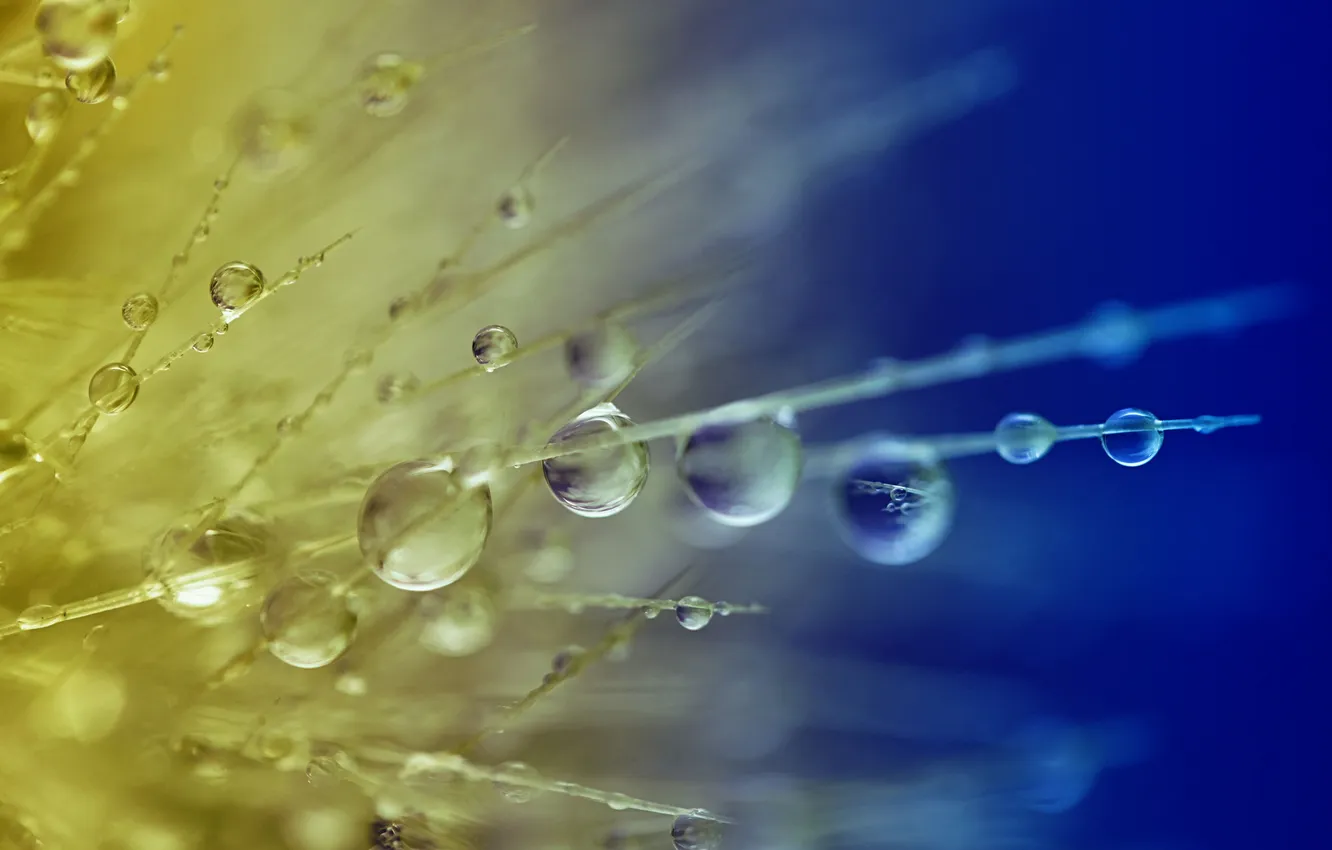 Photo wallpaper grass, drops, Rosa, plant