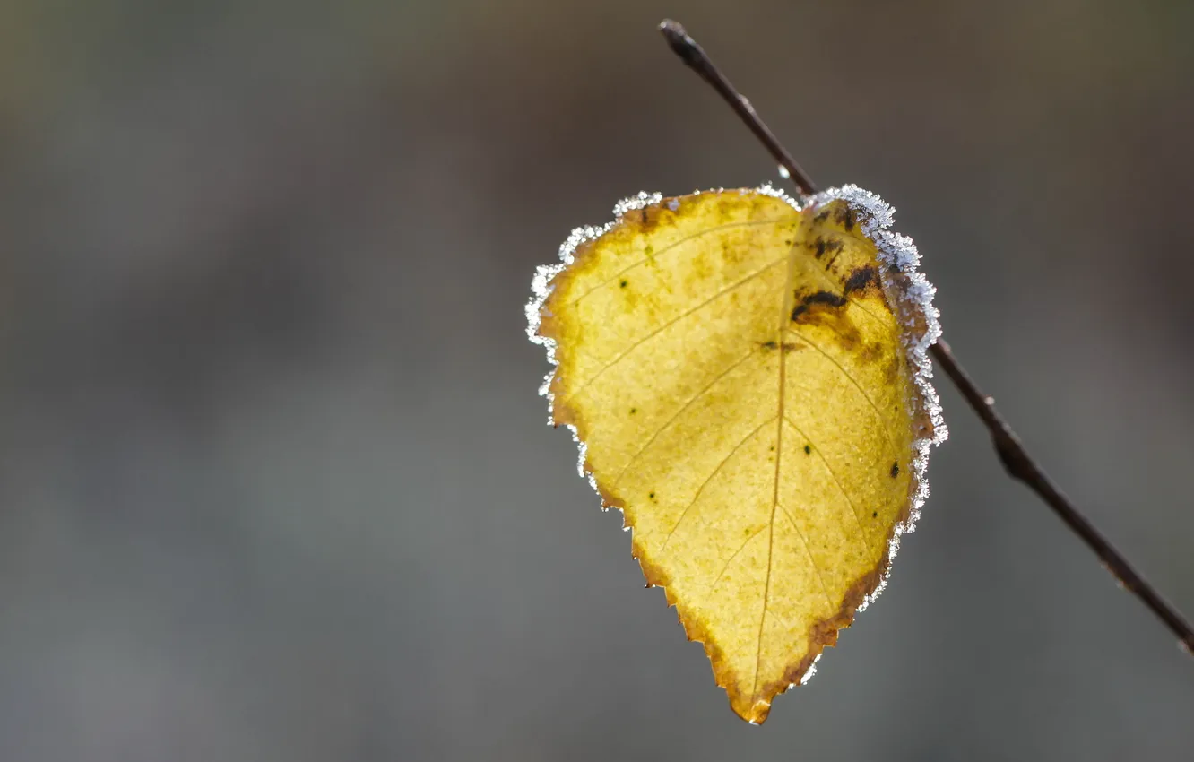 Photo wallpaper autumn, leaves, nature