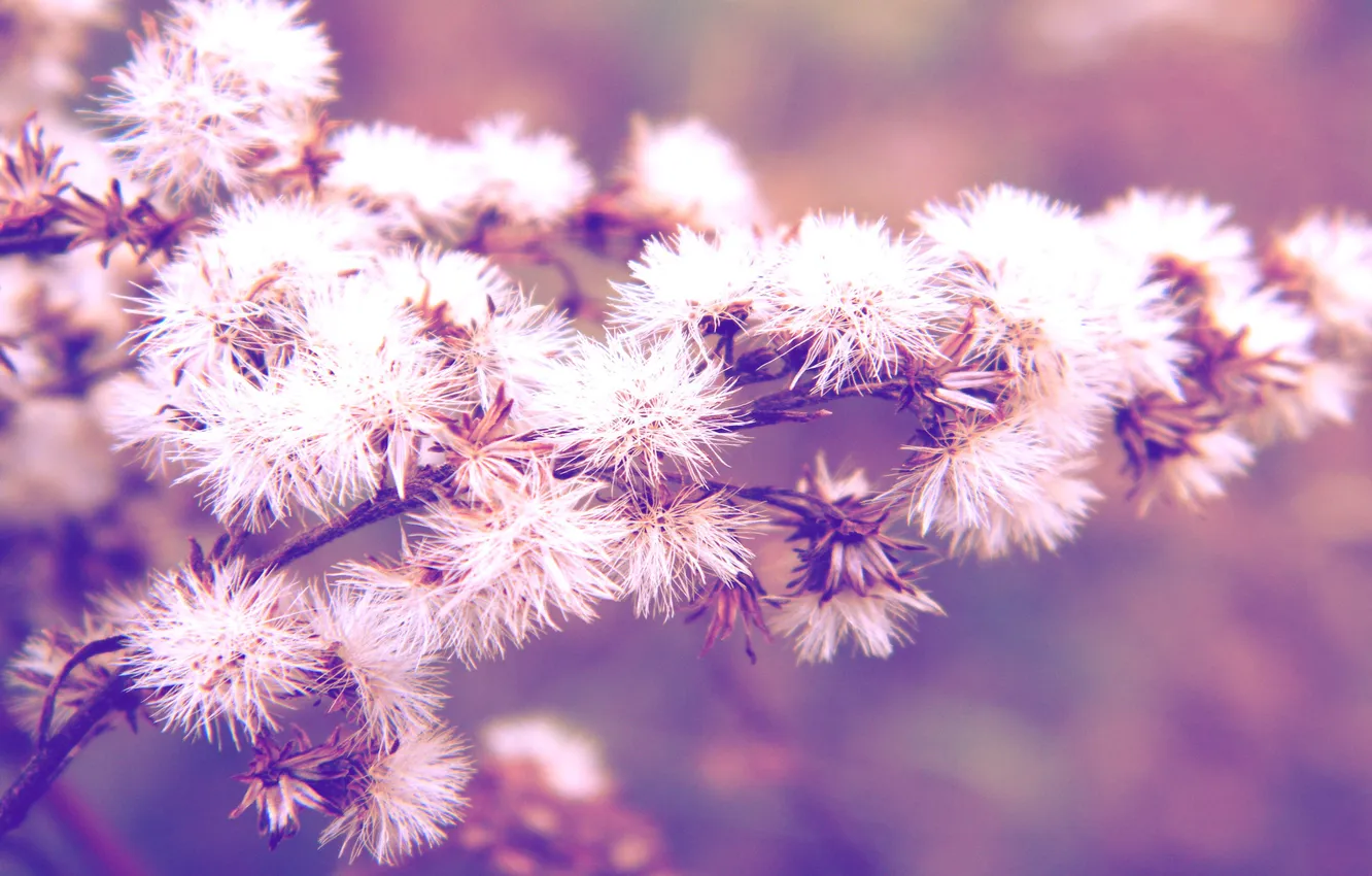 Photo wallpaper macro, plant, photos, Wallpaper for desktop