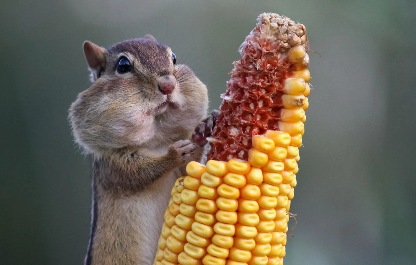 Photo wallpaper serious, Chipmunk, with corn