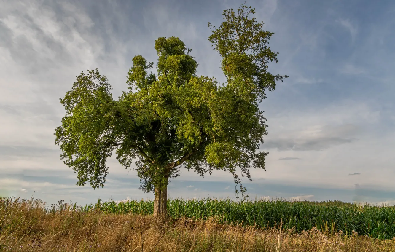 Photo wallpaper field, the sky, trees