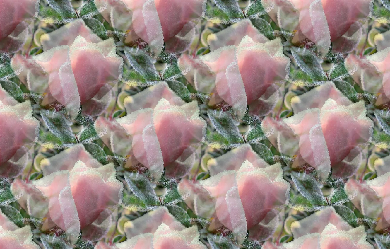 Photo wallpaper frost, autumn, flowers, background, roses, texture, frost