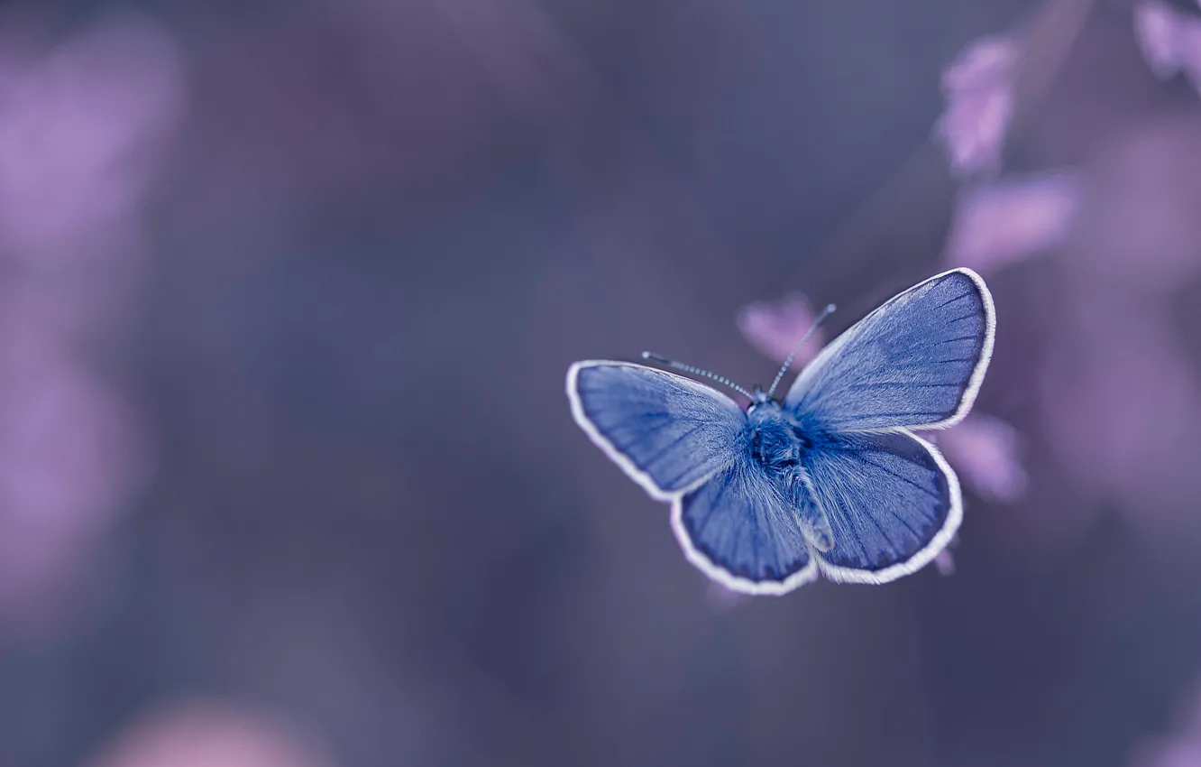 Photo wallpaper background, butterfly, Golubyanka Icarus