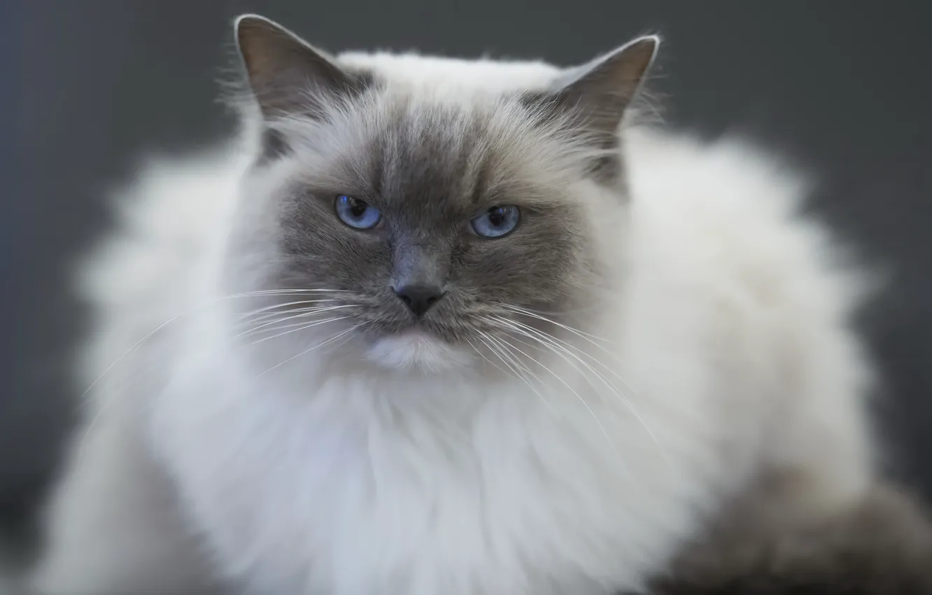 Photo wallpaper cat, background, home