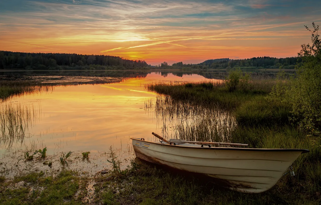 Photo wallpaper forest, summer, the sky, grass, clouds, light, sunset, branches