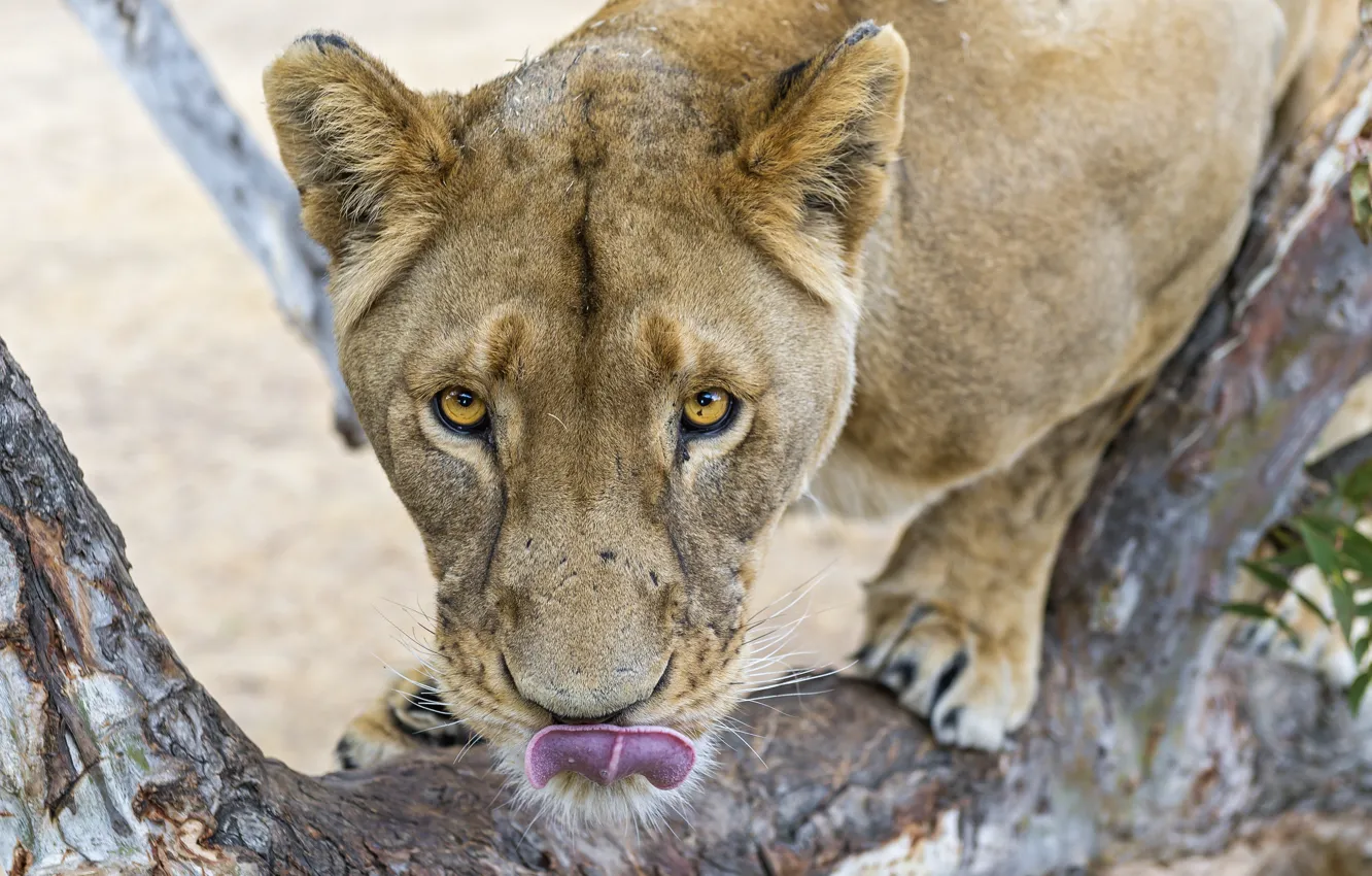 Photo wallpaper language, cat, look, face, lioness, ©Tambako The Jaguar