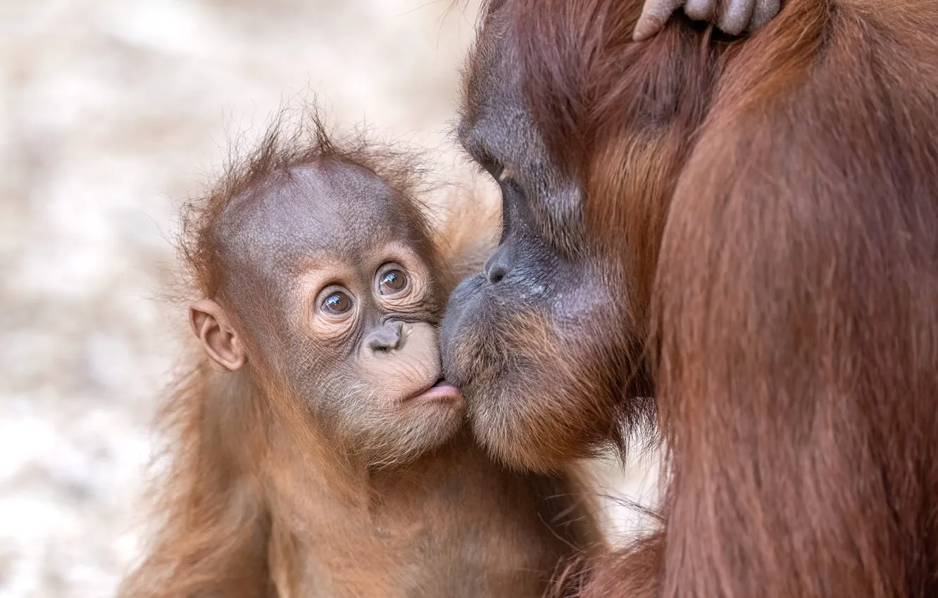 Photo wallpaper pose, kiss, baby, monkey, lips, weasel, cub, face