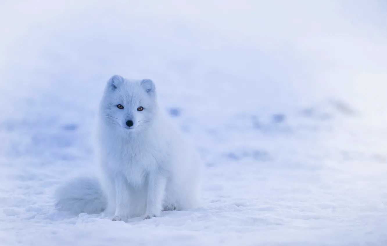 Photo wallpaper cold, winter, white, Fox, white, sitting, fox, waiting for