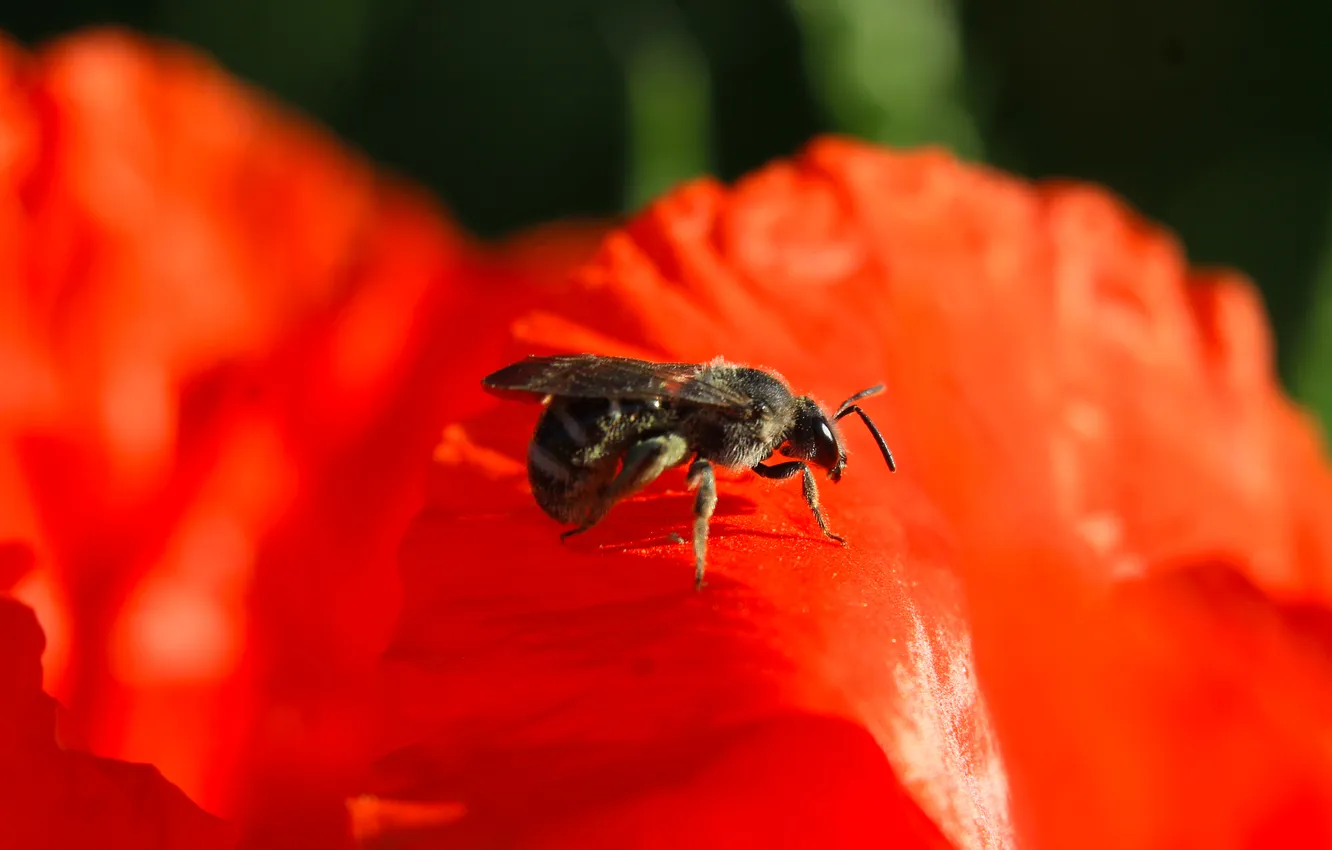 Photo wallpaper poppy, insect, bee