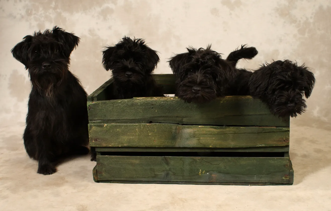 Photo wallpaper background, black, dog, puppy, box, face, Quartet, four