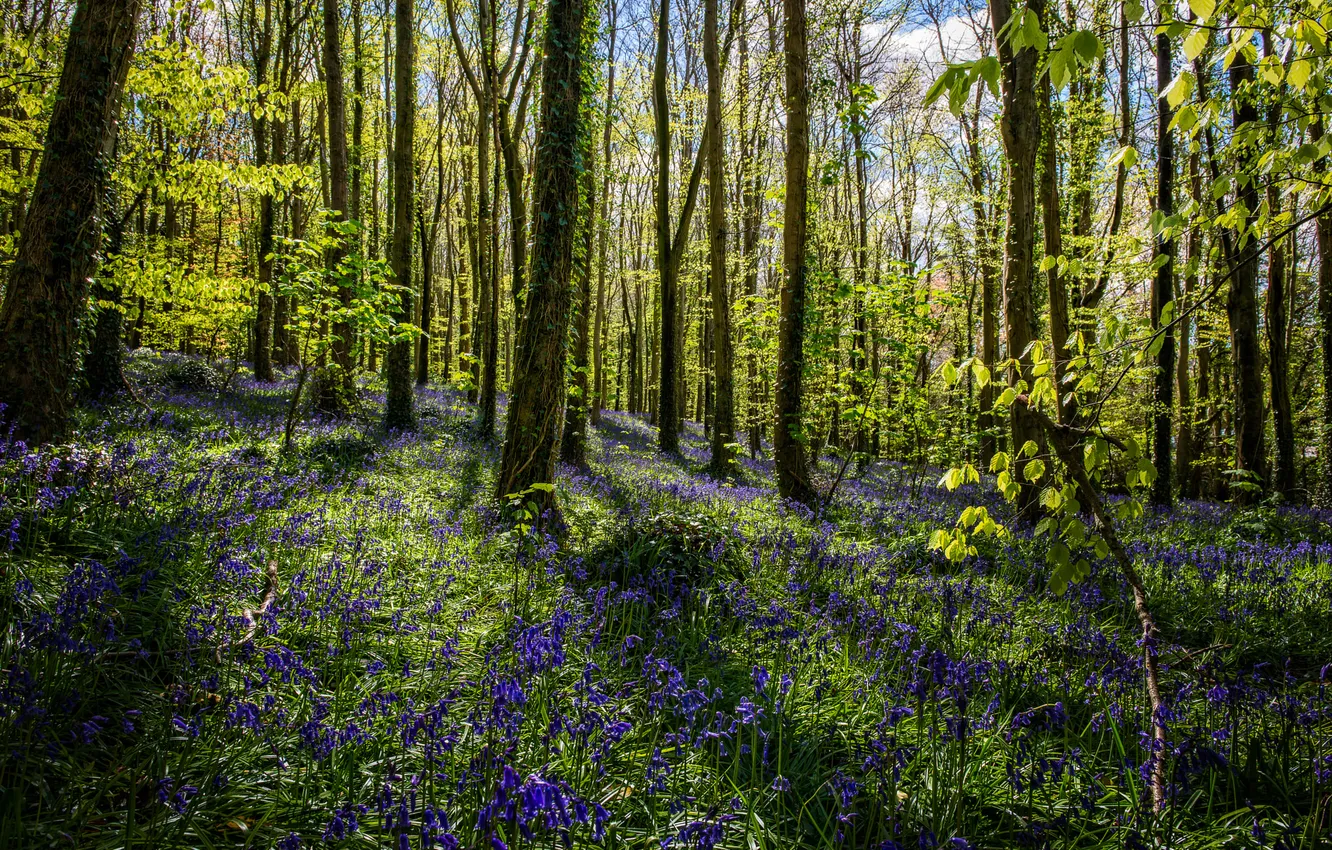 Photo wallpaper forest, trees, flowers, Park, spring, bells