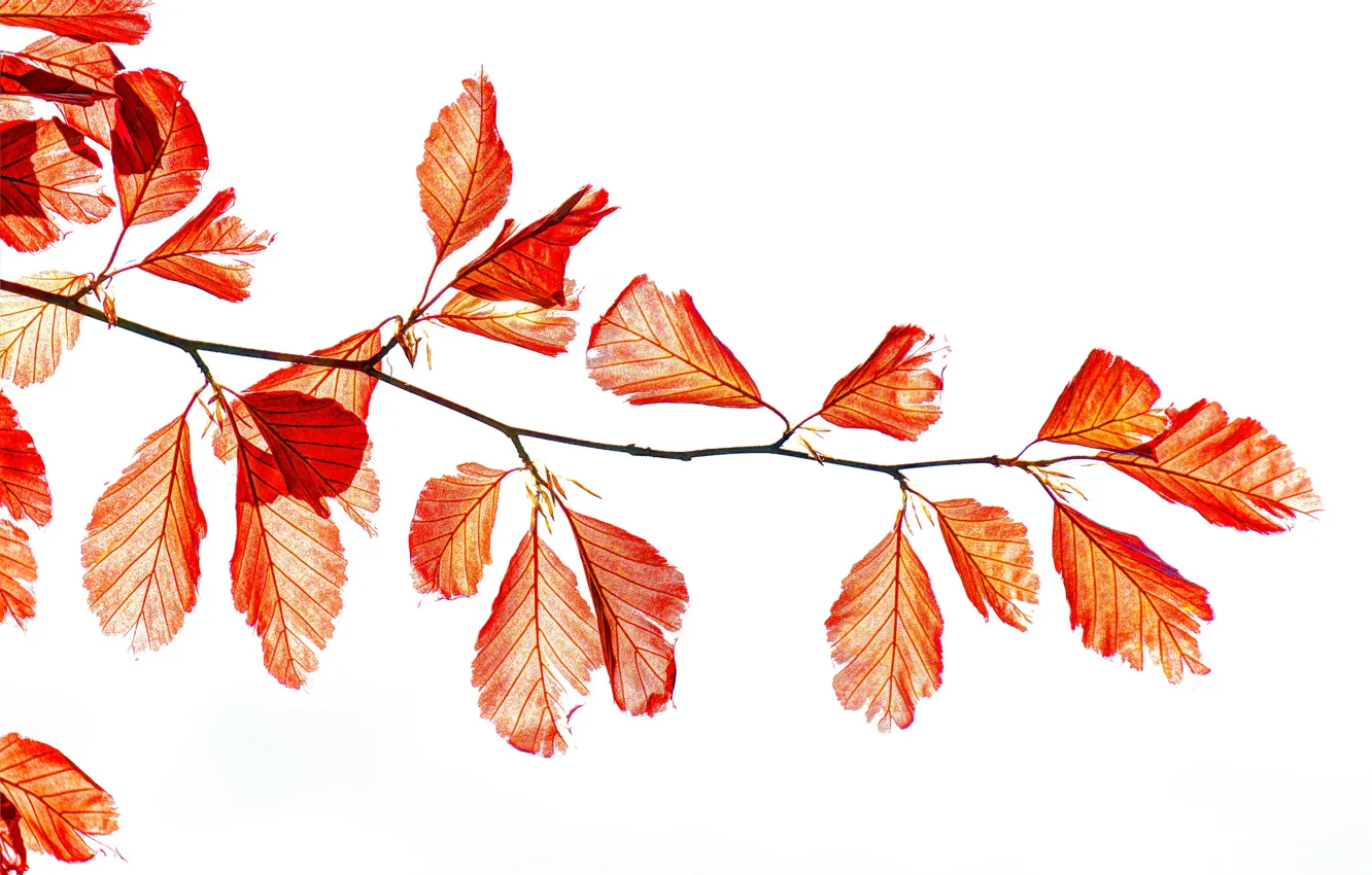 Photo wallpaper autumn, leaves, branches