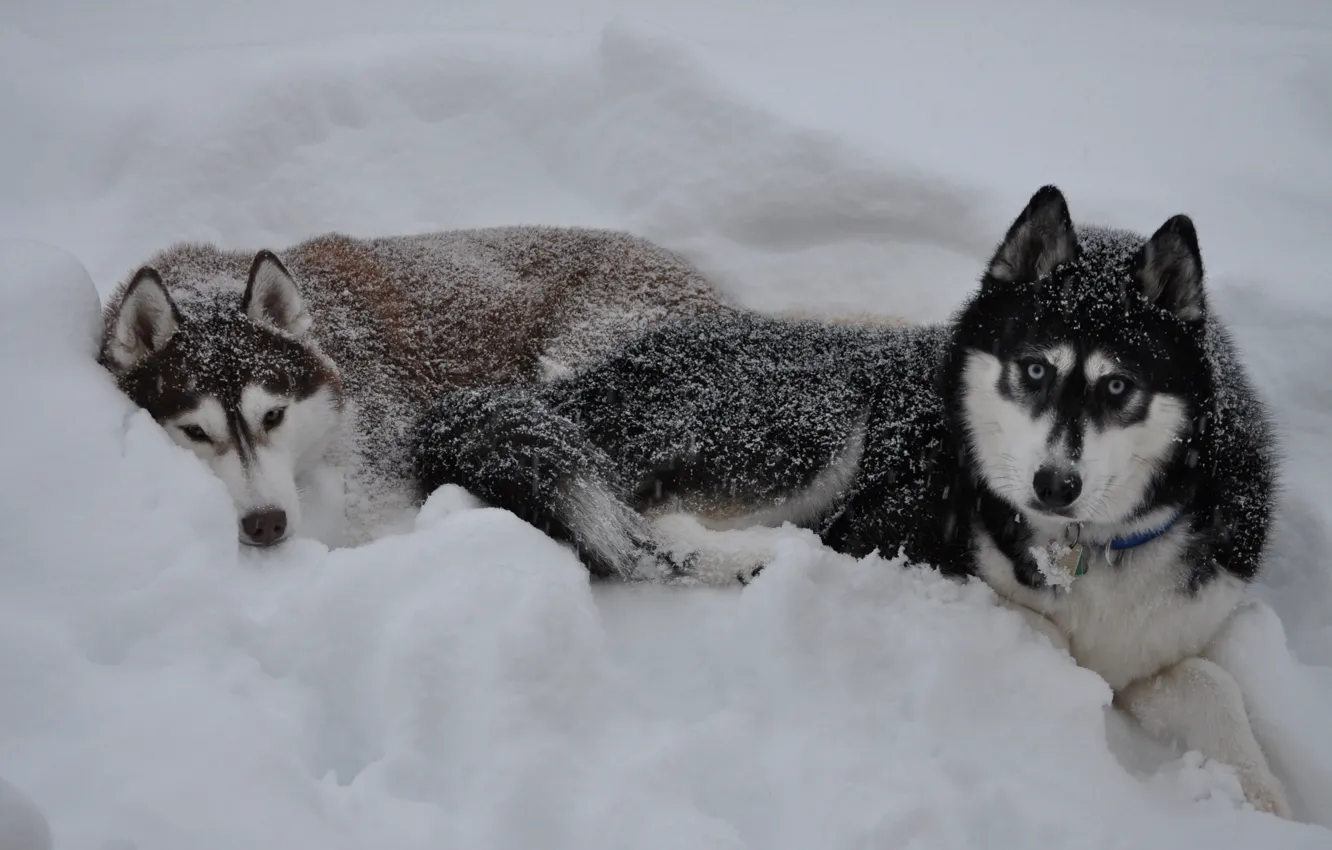 Photo wallpaper winter, snow, wolf, the snow, wolf
