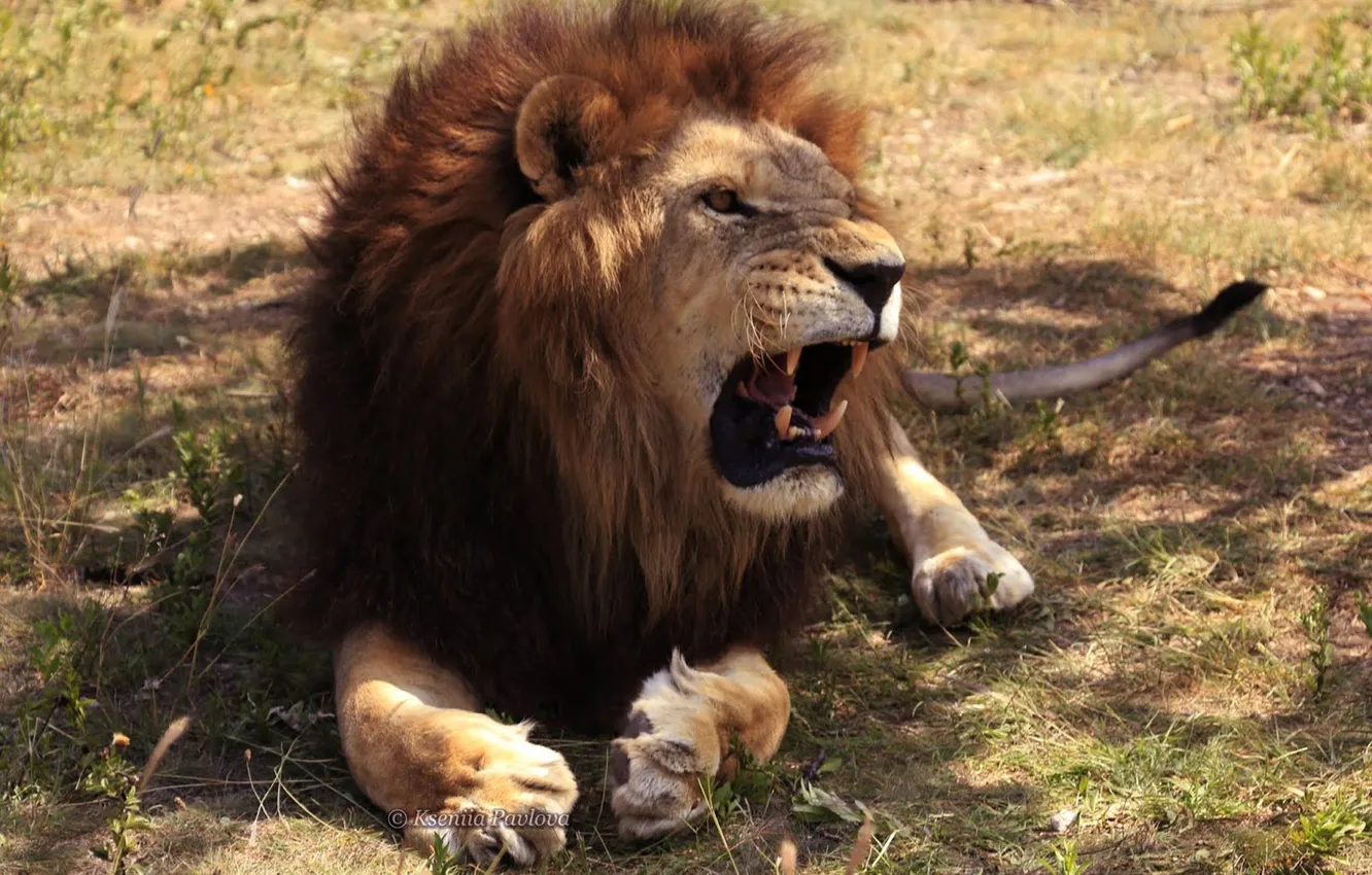 Photo wallpaper animal, big cat, angry lion