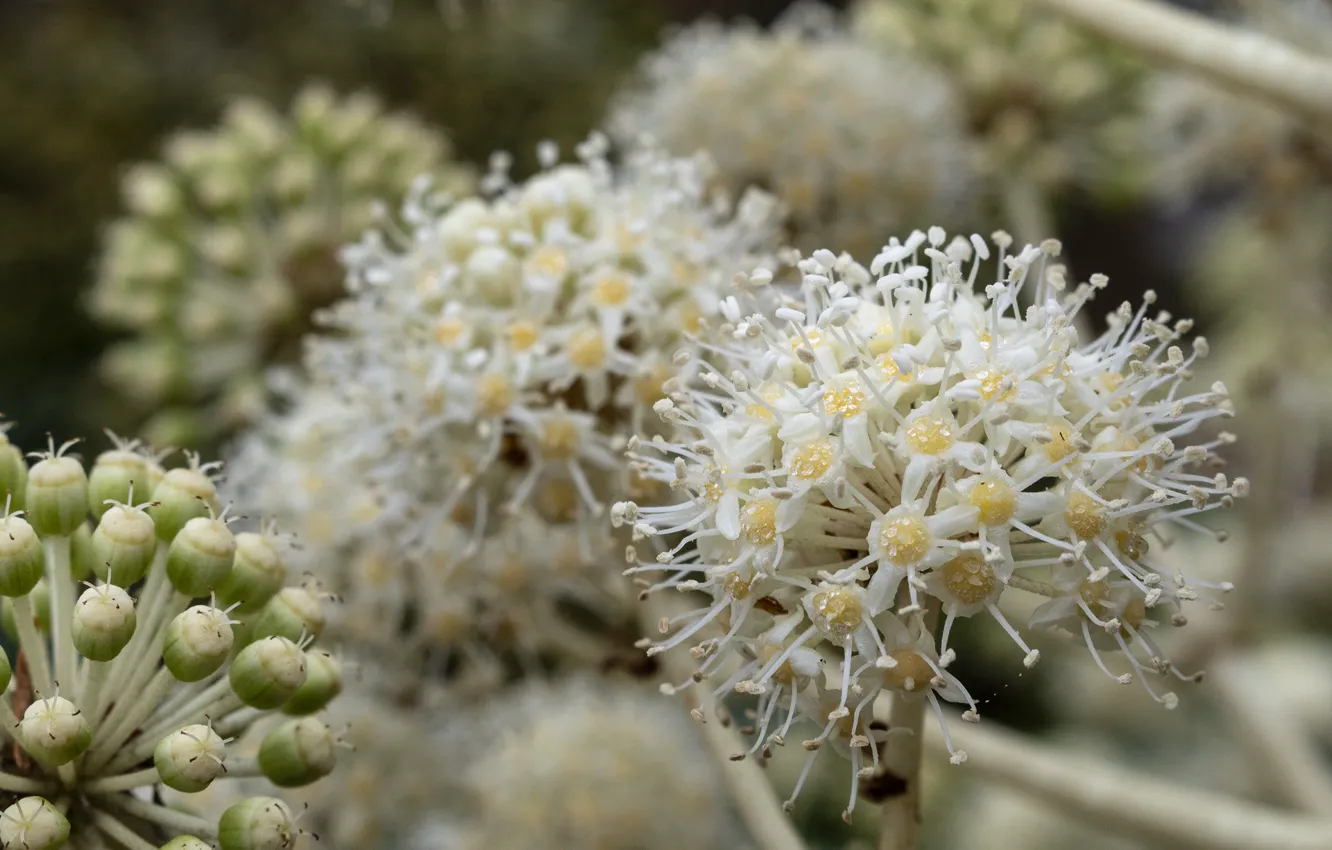 Photo wallpaper inflorescence, white flowers, Kyoto Botanical Garden, aralia