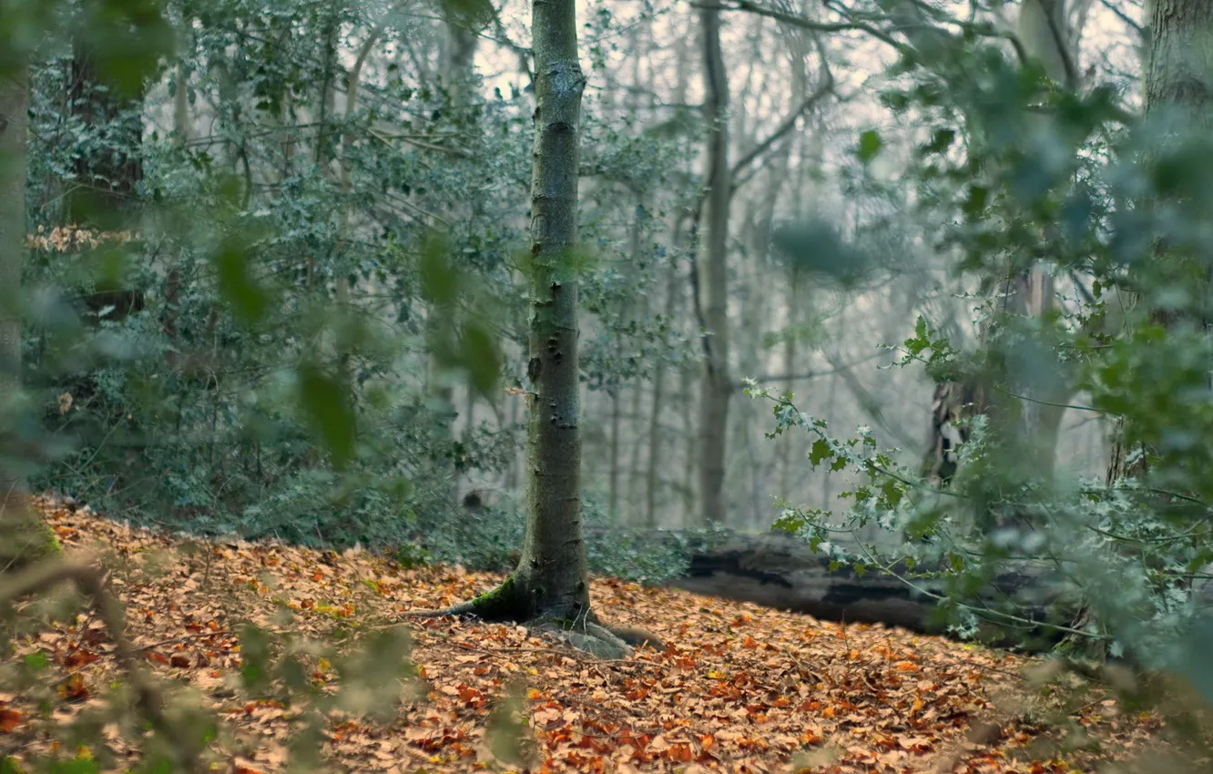 Photo wallpaper forest, trees, nature