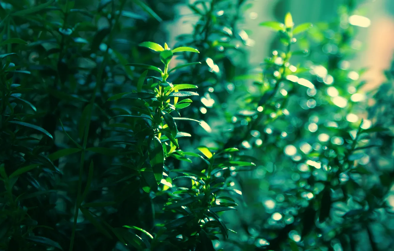 Photo wallpaper leaves, light, Mirt