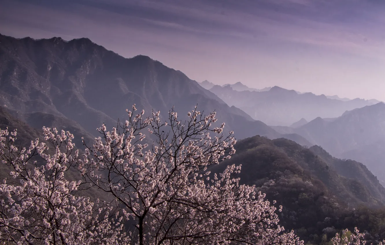 Photo wallpaper trees, landscape, mountains