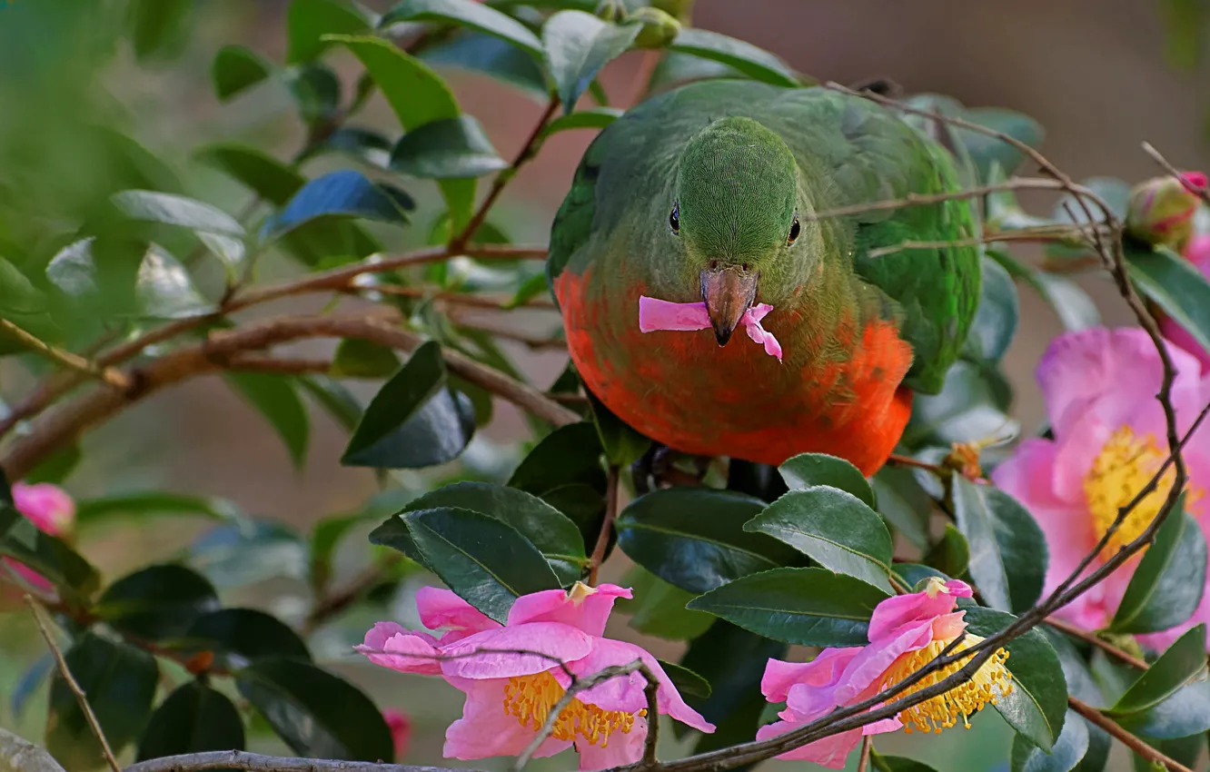Photo wallpaper trees, flowers, nature, bird, parrot, Camellia