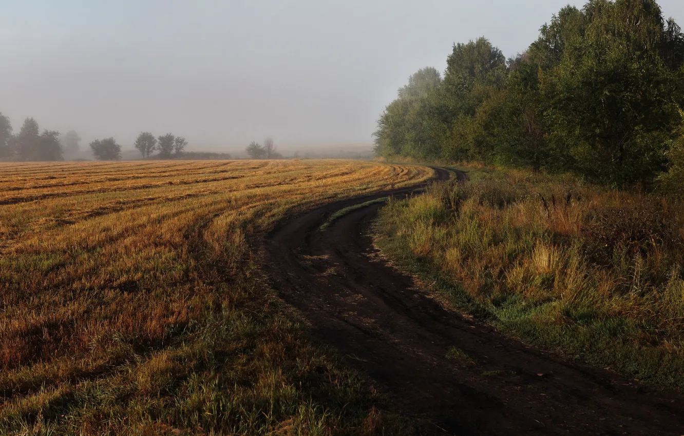 Photo wallpaper road, field, autumn, trees, the way, dal, haze, dry grass
