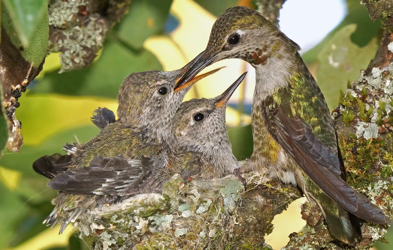 Photo wallpaper Hummingbird, socket, Chicks