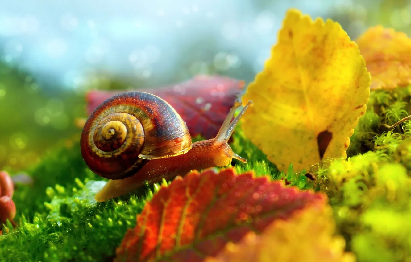 Photo wallpaper Macro, Leaves, Snail, Macro