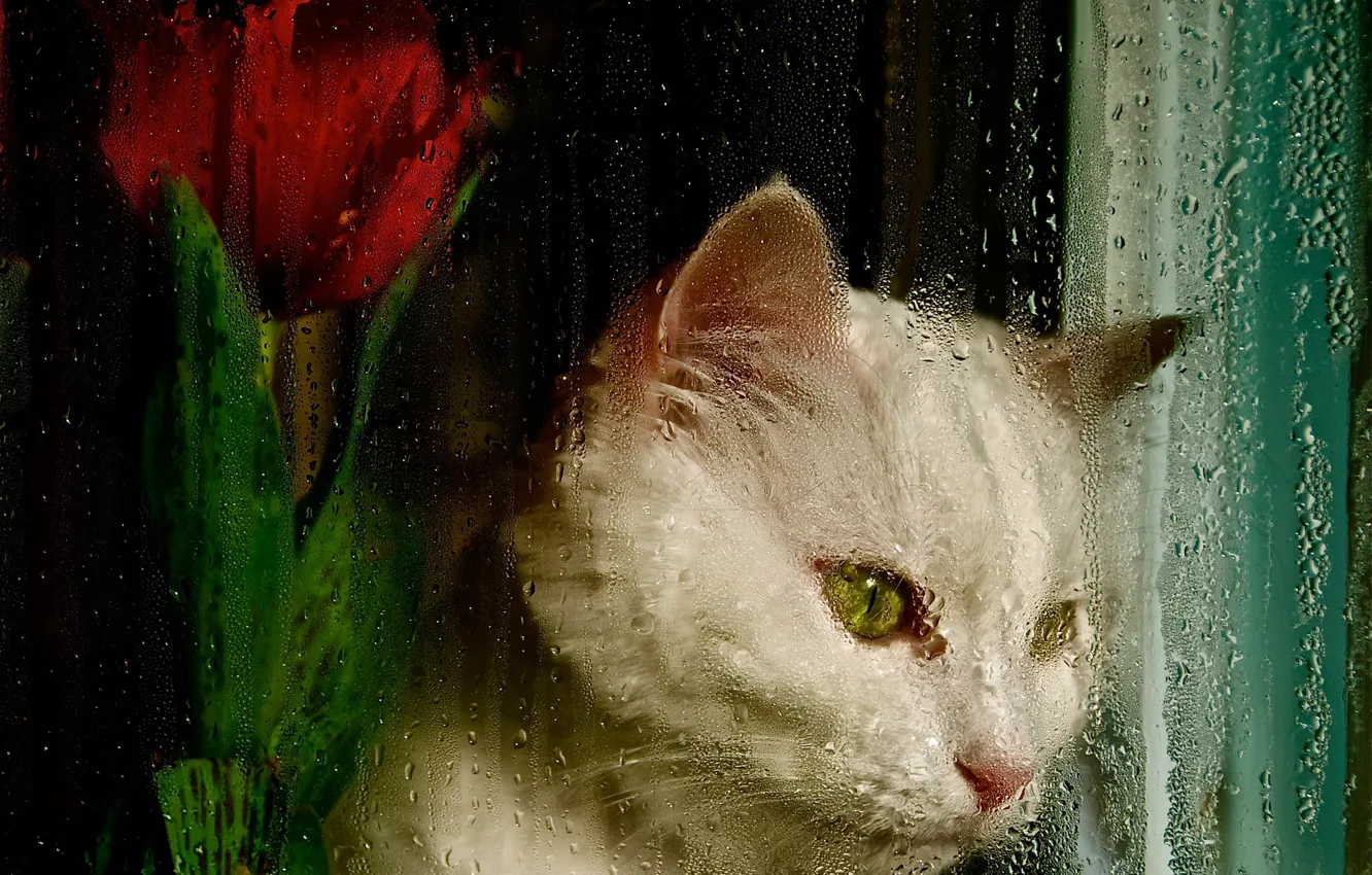 Photo wallpaper cat, white, flower, cat, look, glass, face, drops