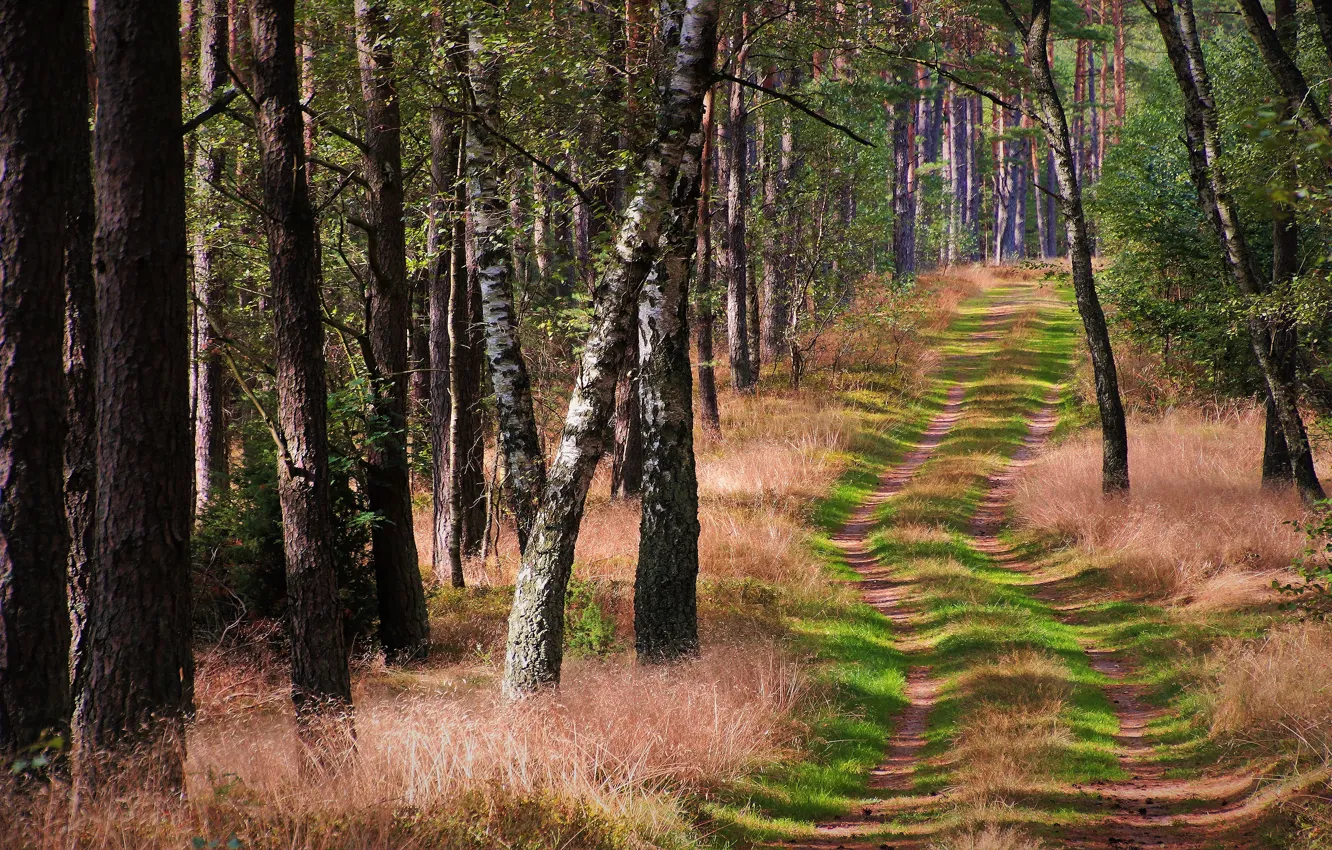 Photo wallpaper forest, grass, trees, branches, trunk, path