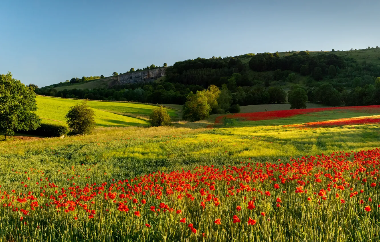 Photo wallpaper flowers, field, Maki, poppy field, summer, the sky, forest