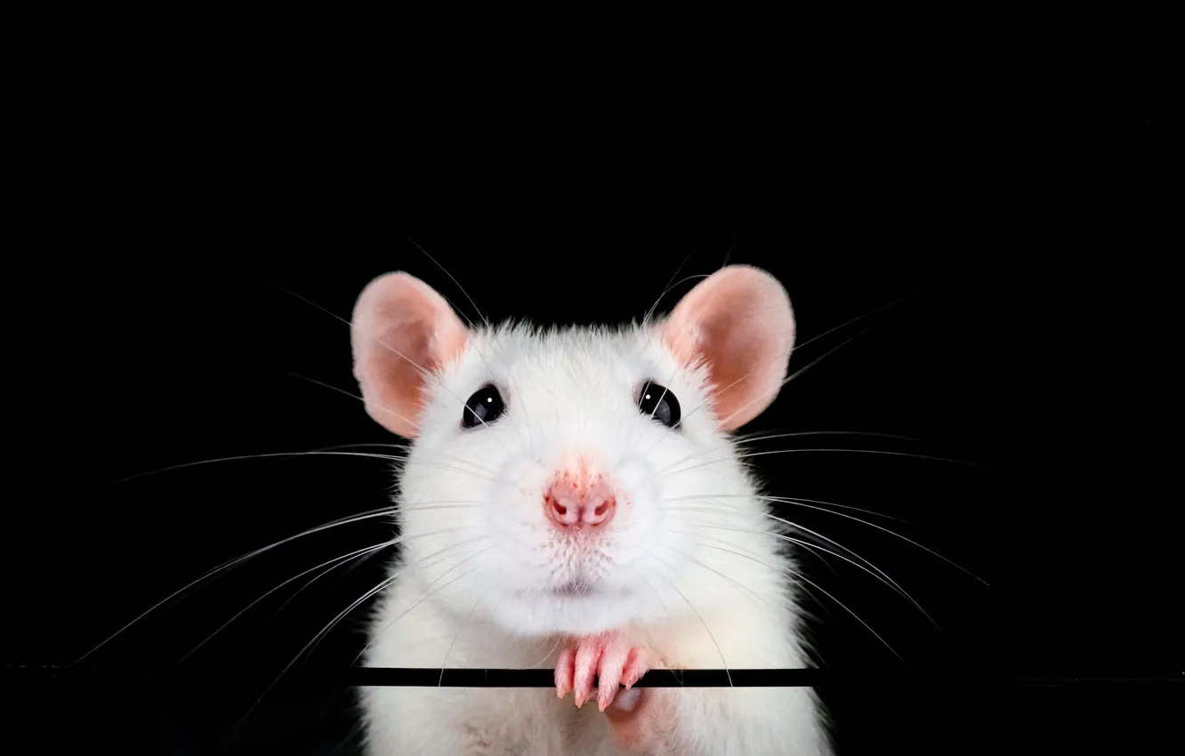 Photo wallpaper pink, pretty, pet, rat, portrait, nose, mammal, paw