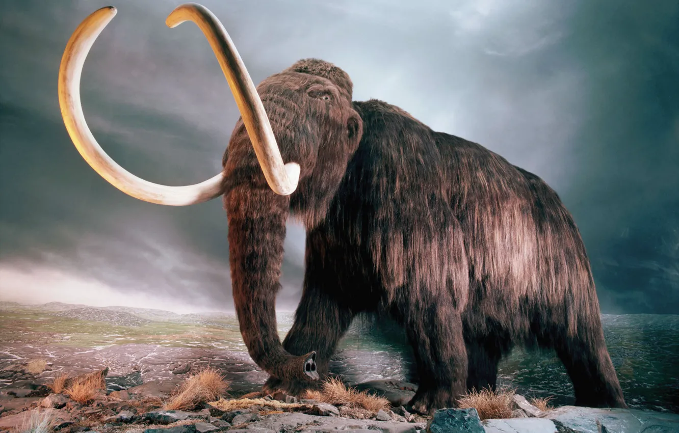 Photo wallpaper mammoth, tusks, extinct
