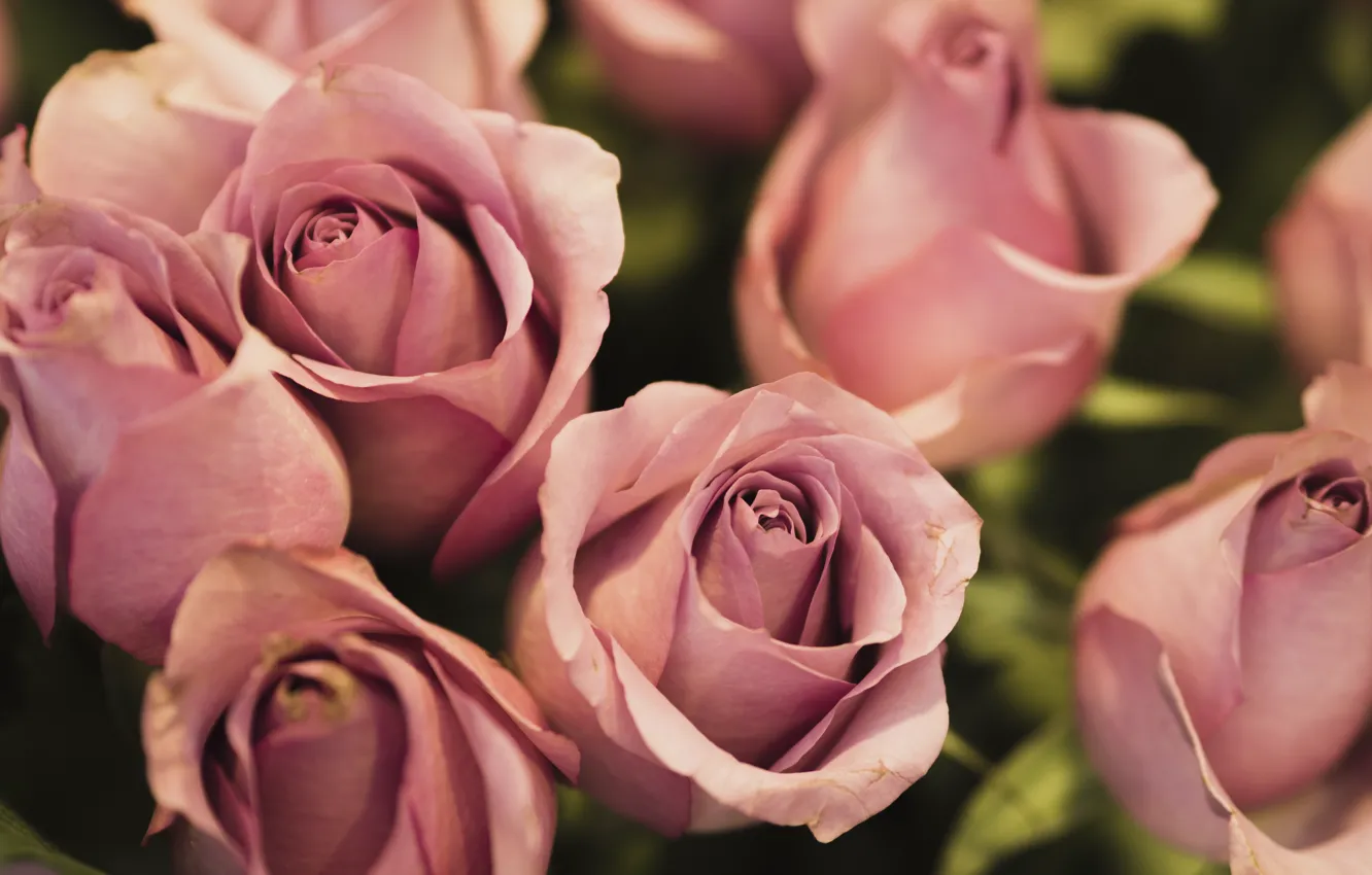 Photo wallpaper tenderness, roses, bouquet, pink