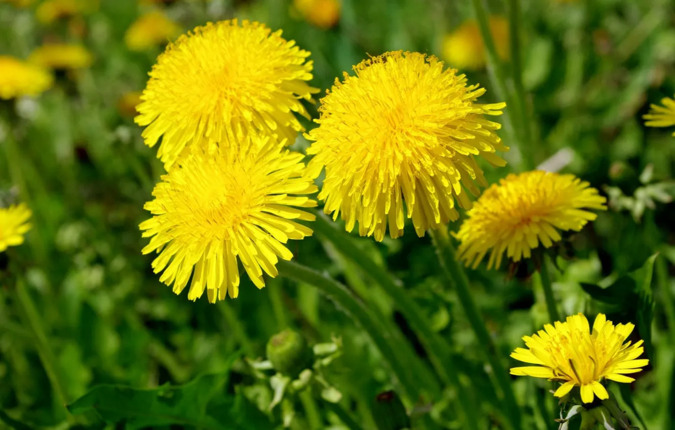 Photo wallpaper macro, yellow, dandelion