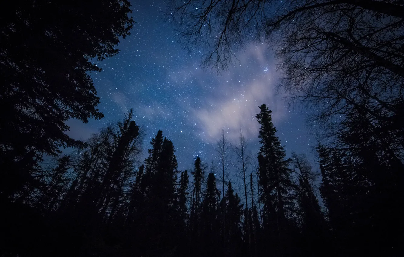 Photo wallpaper forest, the sky, stars, trees, night, nature