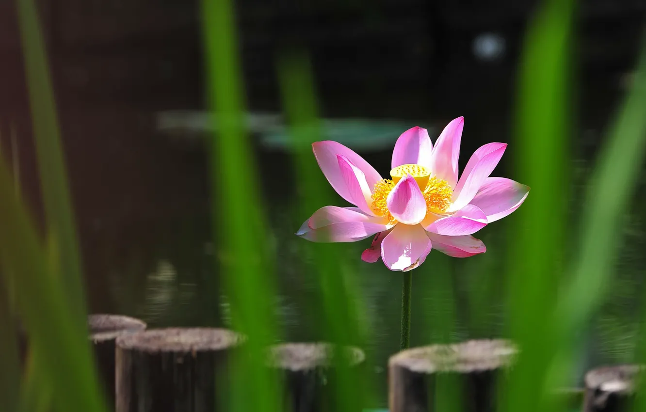 Photo wallpaper leaves, light, flowers, lake, pond, background, blur, Lotus