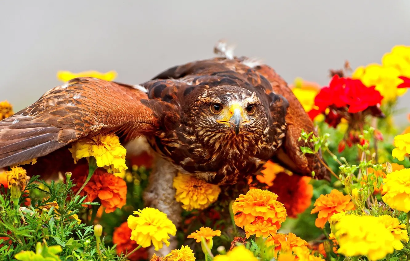 Photo wallpaper look, flowers, bird, predator, marigolds