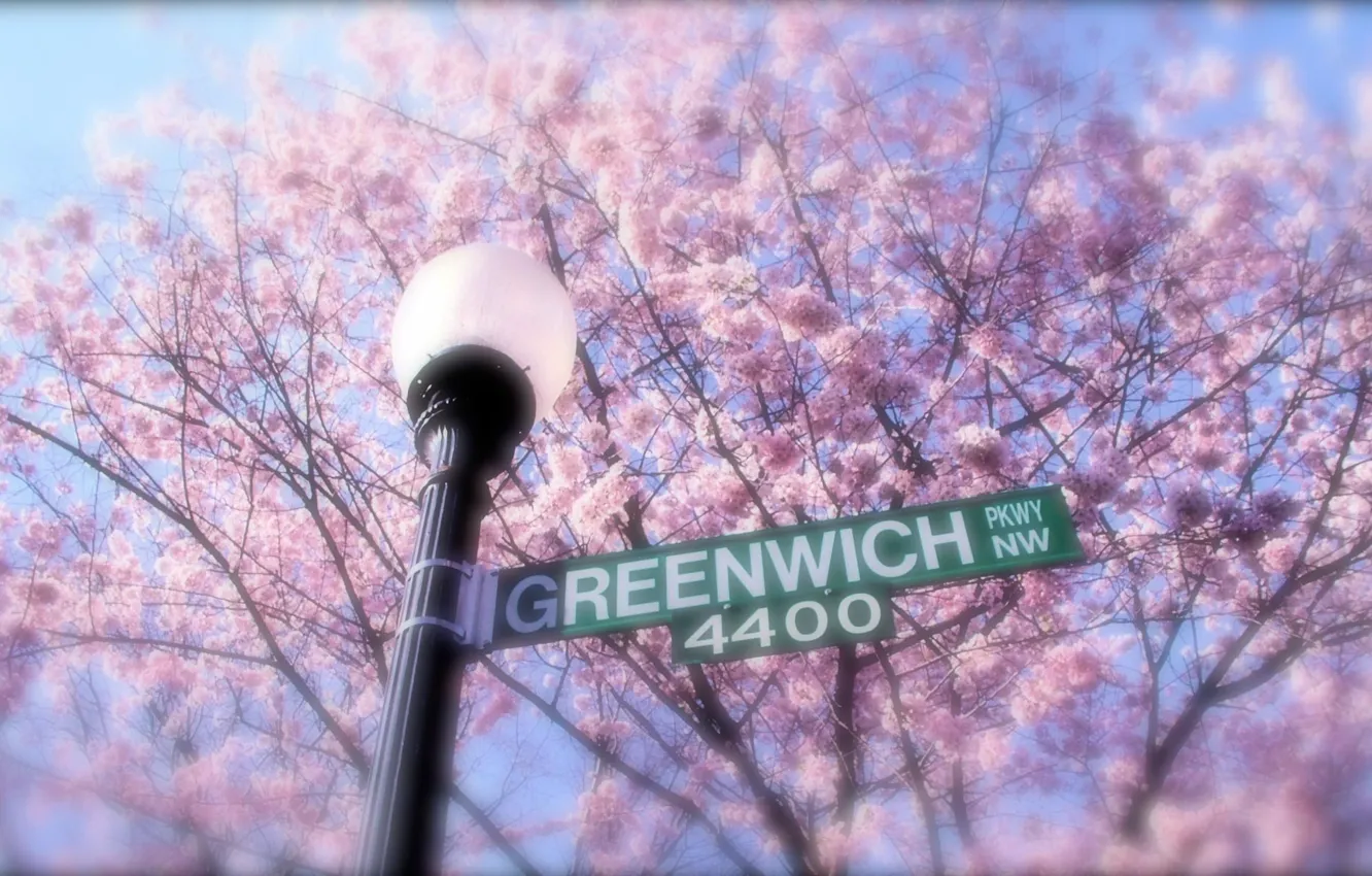 Photo wallpaper trees, flowers, branches, street, Sakura, lights, index, Greenwich