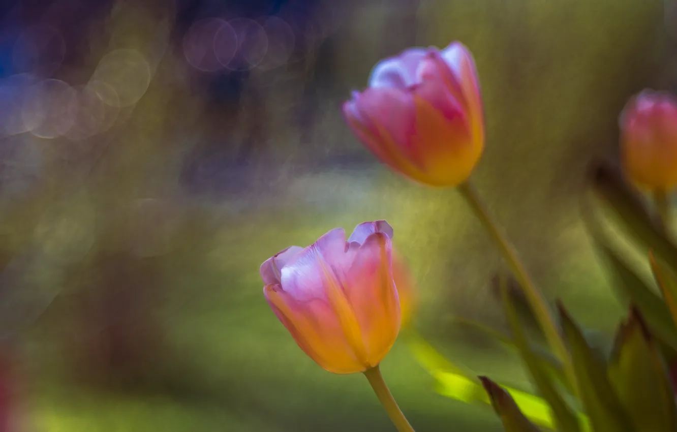 Photo wallpaper flowers, nature, tulips