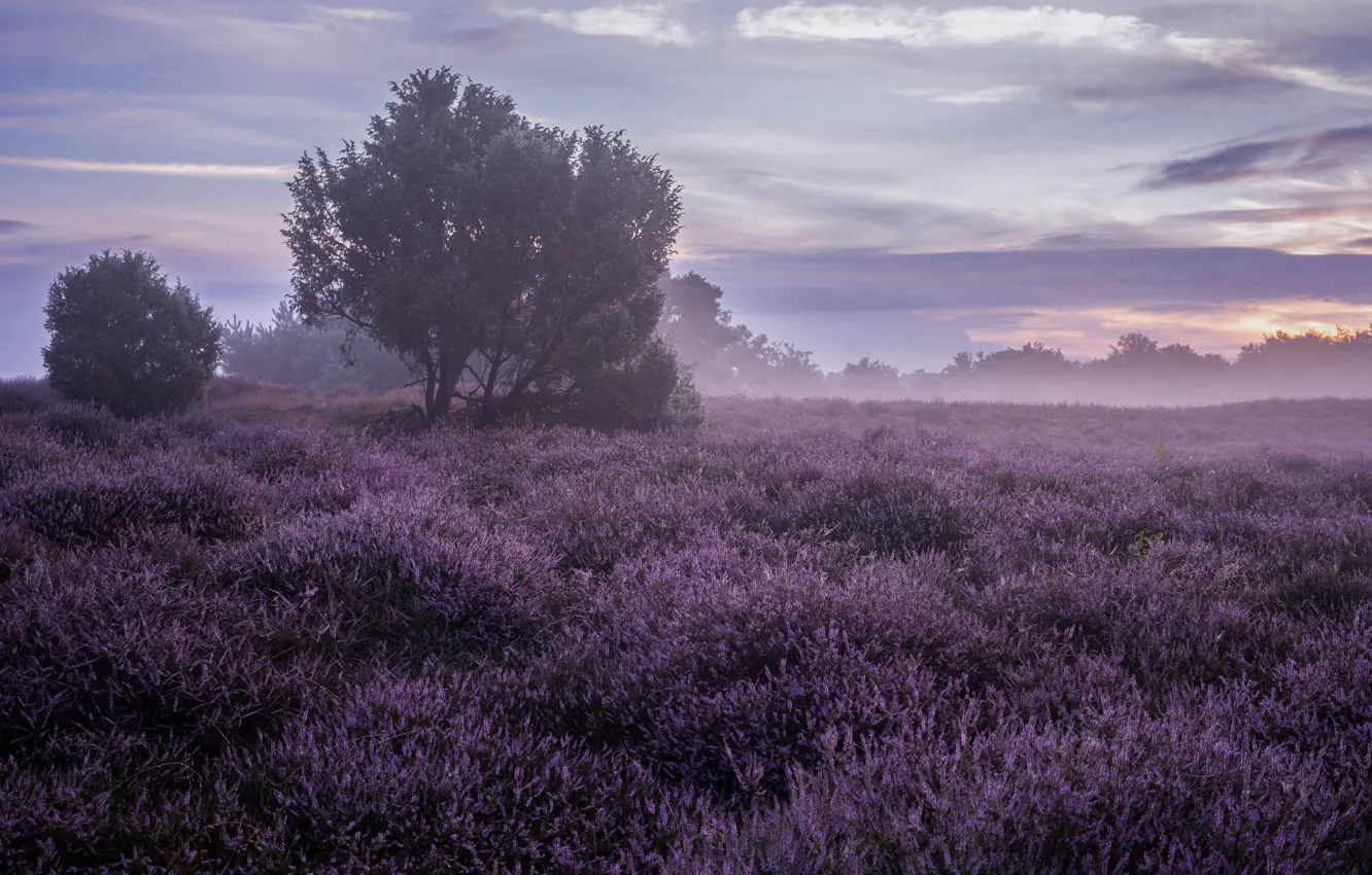 Photo wallpaper field, flowers, fog, Heather