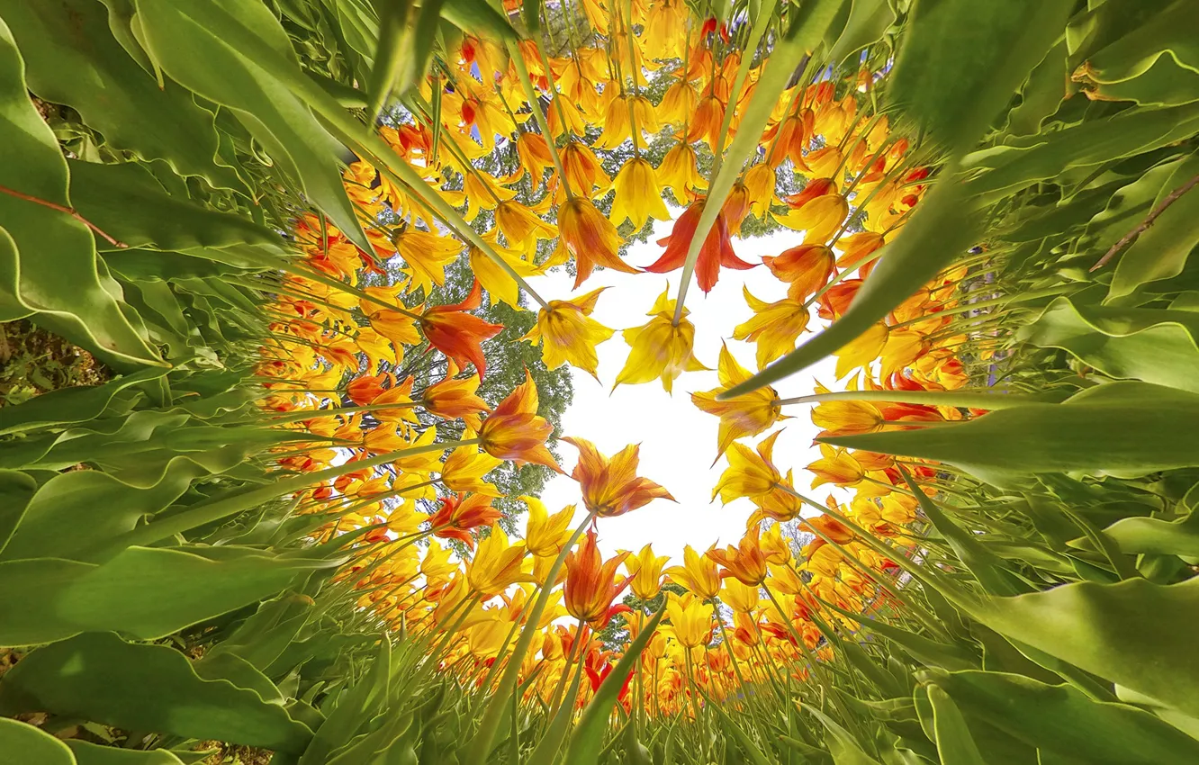 Photo wallpaper greens, the sky, leaves, circles, flowers, orange, yellow, Park