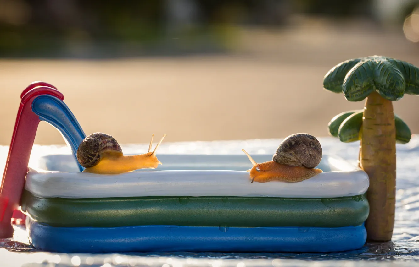 Photo wallpaper summer, macro, background, mood, stay, two, snail, snails