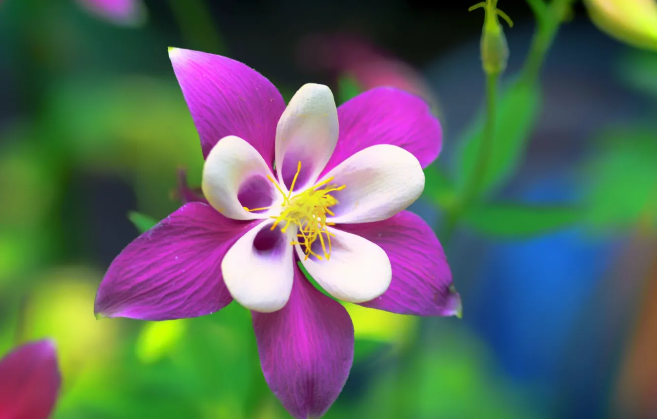 Photo wallpaper petals, the catchment, Aquilegia