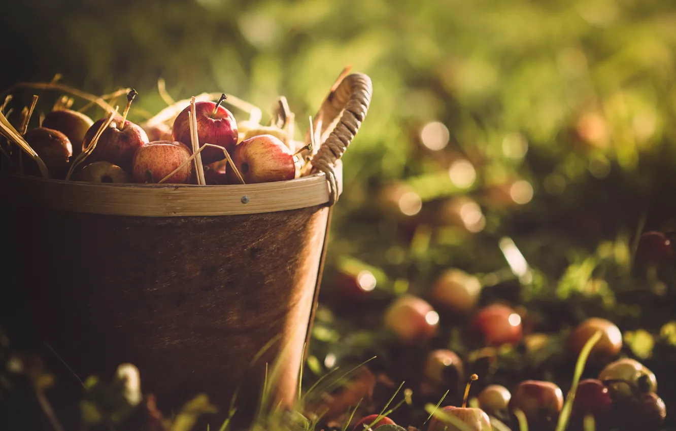 Photo wallpaper autumn, basket, apples